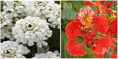 STOREFLIX candytuft - gulmohar Seed(200 per packet)