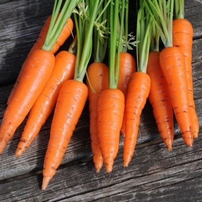 Quentova Orange Carrot/Gaajar Gardening-6R-VIC Seed(250 per packet)