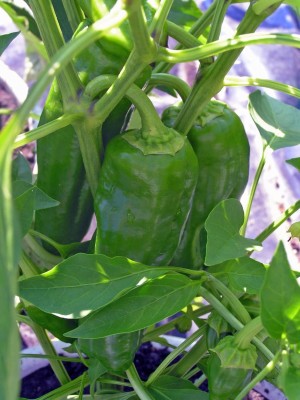 KNESSiN MARCONI PEPPER Large Sweet Italian Frying Capsicum Annuum-{800 Seeds} Seed(800 per packet)