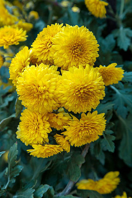 Mewar Impex marigold,gende ka phool seeds Seed(20 per packet)