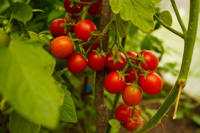 MSD tomato Seed(75 per packet)