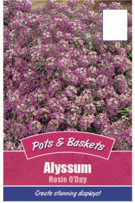 CYBEXIS Alyssum Rosie O'Day Flower Seeds Seed(50 per packet)