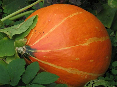 Qualtivate HUA-1A Sweet Orange Pumpkin Seed(50 per packet)