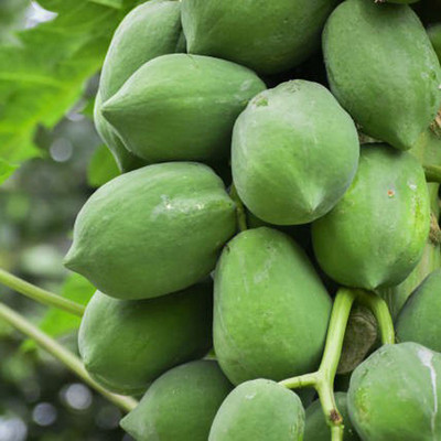 SeeGreen Red Lady F1 Hybird Papaya Taiwan 786 Variety, Papaya Organic Seed(55 per packet)