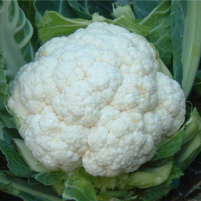 WILLVINE GOI -III F1 Hybrid Fremont Cauliflower [25g, 7500 Seeds] Seed(7500 per packet)