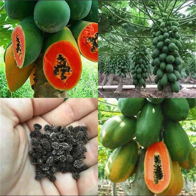 DEYS AGRO ™ papaya seeds,high germination Seed(70 per packet)