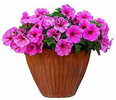 CYBEXIS Petunia Pink Flower Plant with Pot Seed(50 per packet)