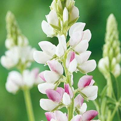 MAA Lupin Seed(14 per packet)