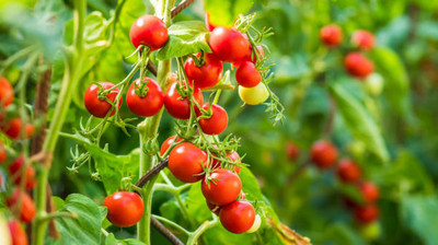Sona mushroom farm tomato Seed(110 per packet)