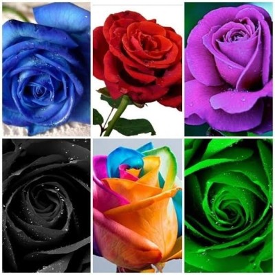 Earthvilla 6 different varieties of rose flower seeds Seed(10 per packet)