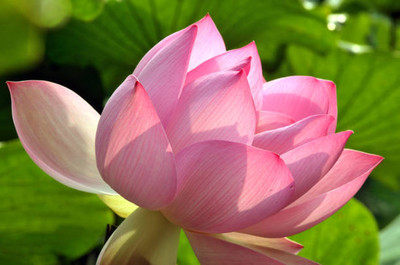 modernseed lotus,kamal gatta Seed(14 per packet)