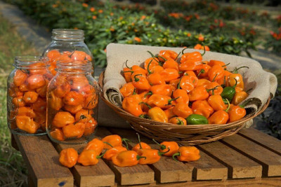 KNESSiN Chilli Yellow Habanero Seed(200 per packet)