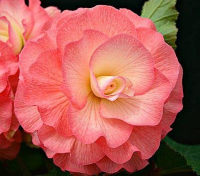 CYBEXIS XLL-18 - Begonia Unique Variety Of Flowers - (90 Seeds) Seed(90 per packet)
