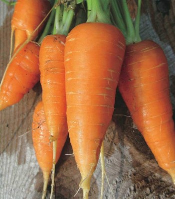 VibeX ® LXI-403 Red Carrot Karotel Seeds Seed(500 per packet)