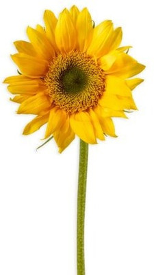 Dasstore Mini sunflower seed pack of 20 Seed(20 per packet)