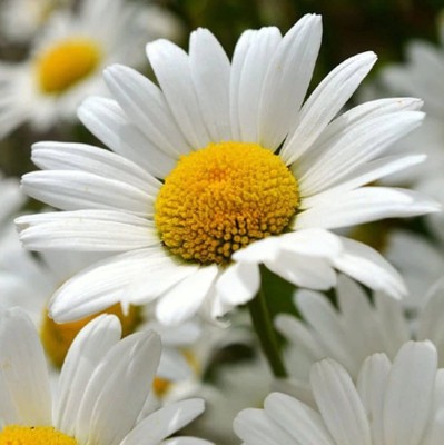 VibeX LX-13 - Shasta Daisy Flower - (540 Seeds) Seed(540 per packet)