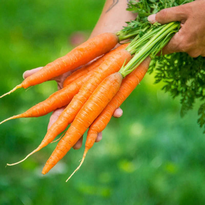 Cloud Farm MSTP PLANT & SEEDS HYBRIDE CARROT SEED PAC OF 50 SEEDS Seed(50 per packet)