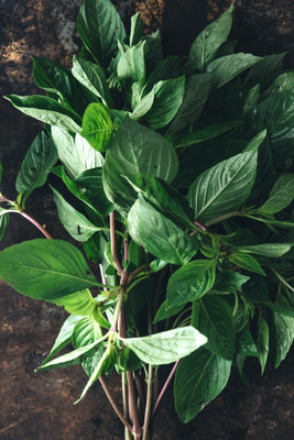 WILLVINE LX-6 Lime Basil Herb Seeds Seed(2000 per packet)