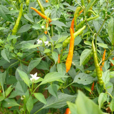SeeGreen CW44 Bombai mirchi/ Non-GMO Chili Seeds/ CHILLI MIRCHI HYBRID-180 Seed(180 per packet)