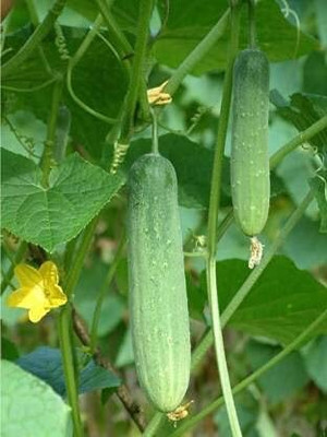 TRICONE Hybrid crisp cucumber organic khira vegetable 60 beej ccs12 Seed(60 per packet)