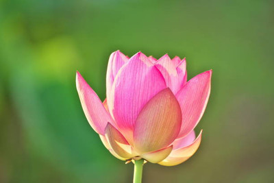 Bcb lotus,kamal gatta Seed(14 per packet)