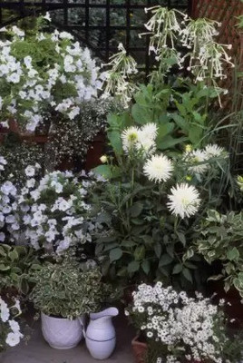 MAA Swan River Daisy Seed(10 per packet)