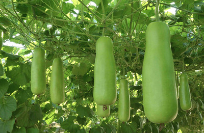 Paudhaa bottle gourd seeds Seed(10 per packet)