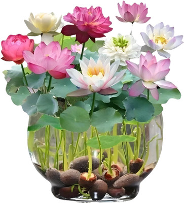 Bold Byte Lotus Flower Seeds, Lotus Seeds hybrid Flower Seed(20 per packet)