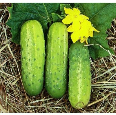 Quentova Cucumber Intimidator F1 Seed-NTL-11O Seed(300 per packet)