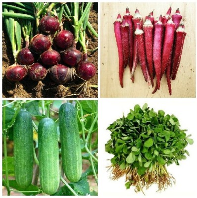 R-DRoz Onion Red, Okra Red Bhindi, Cucumber Khira & Methi Fenugreek Seed(4 per packet)