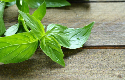 VibeX VXI-19 - Lime Basil - (4500 Seeds) Seed(4500 per packet)