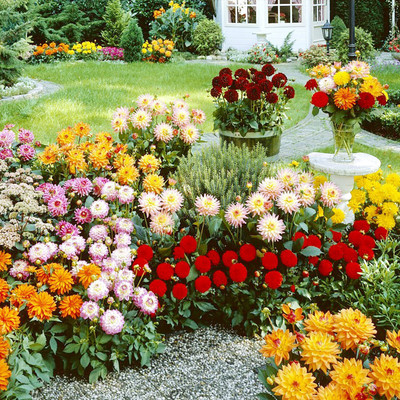 WILLVINE HUA-334 Mixed Dahlia Seeds | Non-GMO Seed(50 per packet)