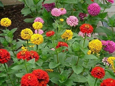 CYBEXIS XLR-6 - Zinnia Mix Hybrid Flower - (270 Seeds) Seed(270 per packet)