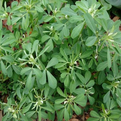 MORWINS Kasturi Methi Seeds (Fenugreek) Seed(200 per packet)