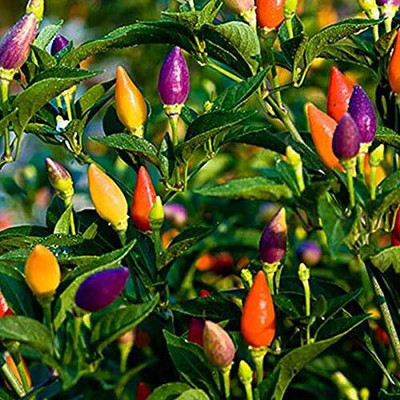Lorvox Capsicum Choice Round Mix Flower Seed(85 per packet)