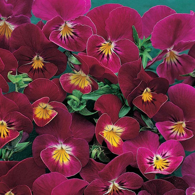 CYBEXIS Pansy 'Rose Shades' / Viola hybrida/Seeds Seed(50 per packet)