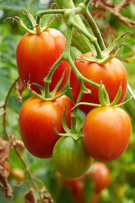 Beej Wala tomato Seed(145 per packet)