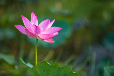 Vietrian lotus,kamal gatta Seed(14 per packet)