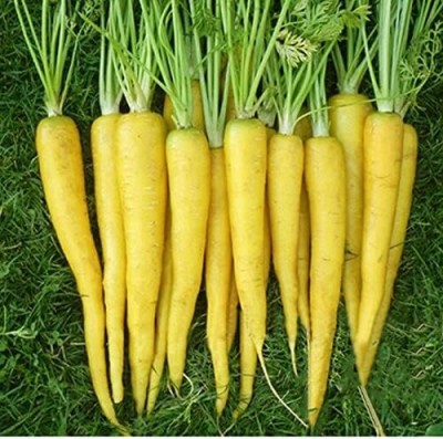 Qualtivate HUA-8A Organic Solar Yellow Carrot Seeds Seed(300 per packet)