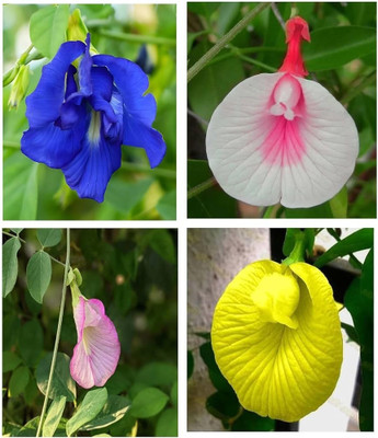 Greenfall Aparajita Flower Seeds, Double Mixed Colors, Nilkantha (21 Per Packet) Seed(20 per packet)