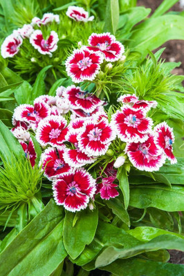 the green dotcom Sweet William Mix Flower Seed(214 per packet)
