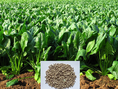 Qualtivate ™ Leaf Rich Indian Spinach for Growing Sowing-250 Seed Seed(250 per packet)