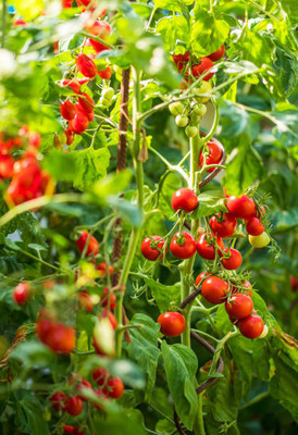 VINTI tomato Seed(95 per packet)