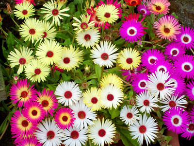 CYBEXIS Ice Plant Mixed Color F1 Hybrid Seeds(60 Seeds) Seed(60 per packet)
