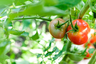 ARTA store tomato Seed(90 per packet)