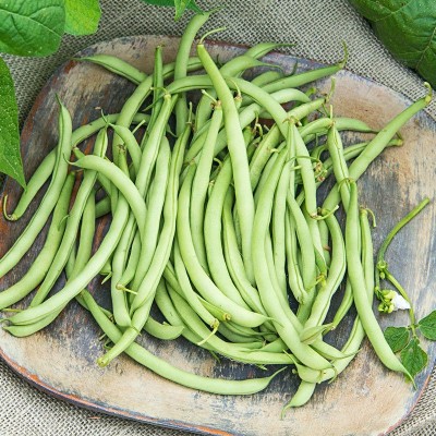 SEMPA Bush Beans) , Snap Beans,French Beans Seed(100 per packet)