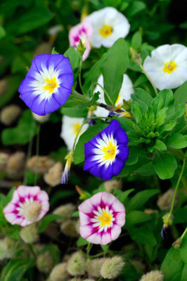 abiswas Morning Glory Mixed Flower Seed(100 per packet)