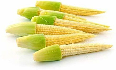 VibeX ® VMR-927 Baby Corn, Small Corns Seeds Seed(500 per packet)