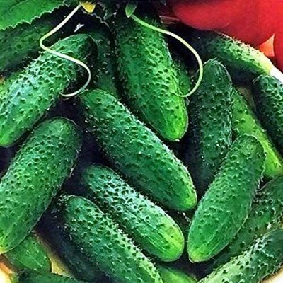 Avysa Cucumber Parisian Gherkin Pickling Heirloom Non GMO-CuC_552 Seed(100 per packet)