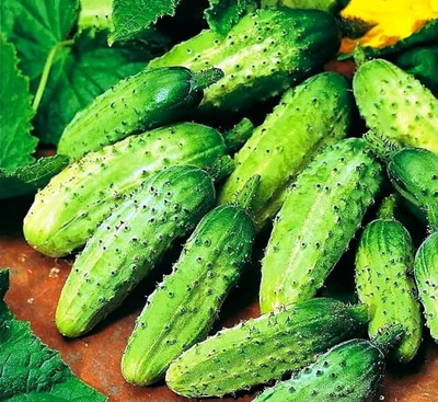 AMAJIT Cucumber / Khira / Sasha / Vegetable Seeds All Seasons(40) Seed(40 per packet)